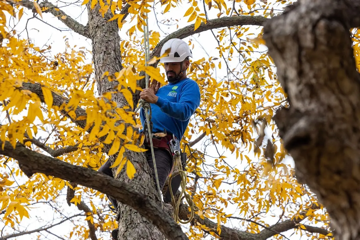 Skilled Tree Transplanting crew working in Sciota